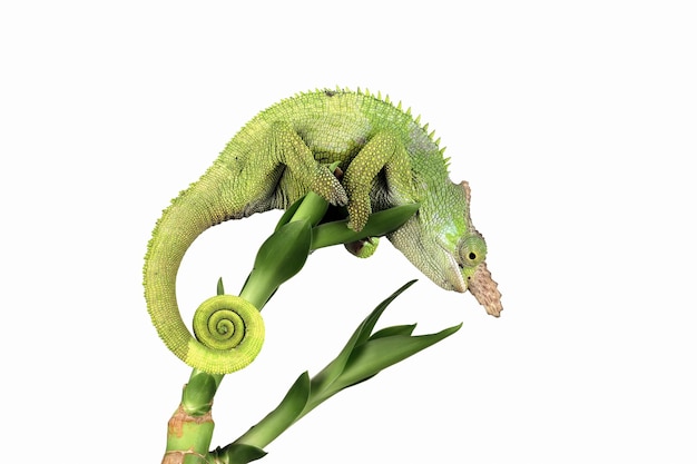 Fischer kameleon zbliżenie z białym tłem