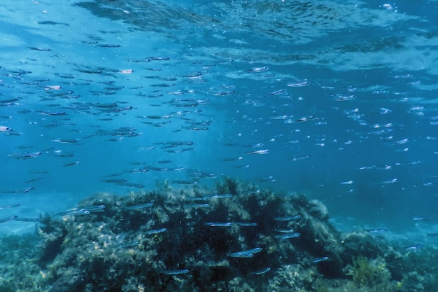 Fish School Podwodne piaszczyste dno morskie pod wodą