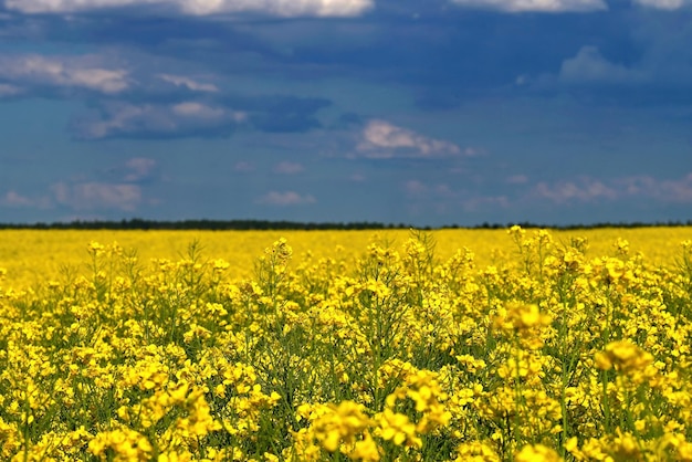 Flaga Ukrainy Symbol natury na Ukrainie Żółte pole z kwitnącym rzepakiem i błękitnym niebem Wojna z Rosją w Europie Wschodniej