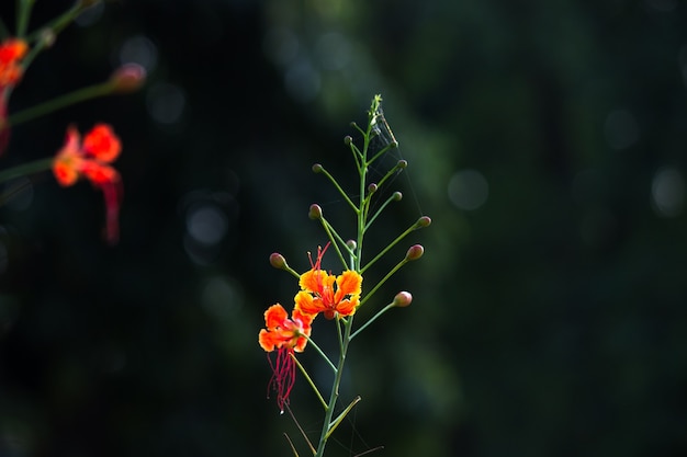 Flamboyant i The Flame Tree Royal Poinciana z jasnopomarańczowymi kwiatami w parku