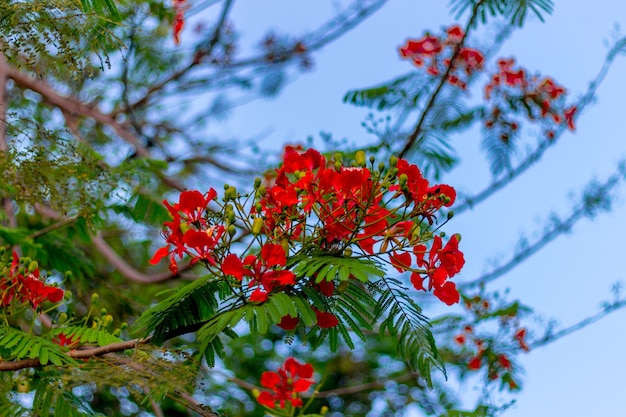 Flame Tree i Royal Poinciana to piękny kwiat