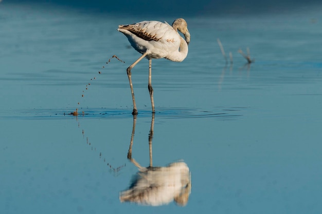 Flaming większy Phoenicopterus roseus Malaga Hiszpania