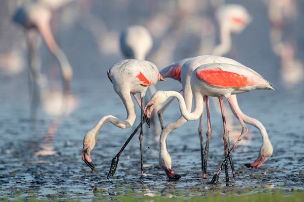 Flaming Większy (phoenicopterus Roseus) Malaga, Hiszpania