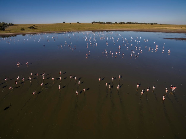 Flamingi gromadzą się w Patagonii w Argentynie
