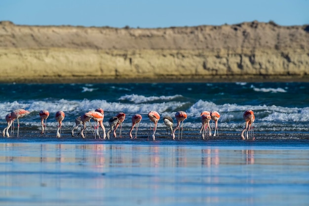 Flamingi gromadzą się w Patagonii w Argentynie