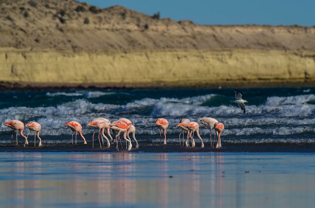 Flamingi gromadzą się w Patagonii w Argentynie