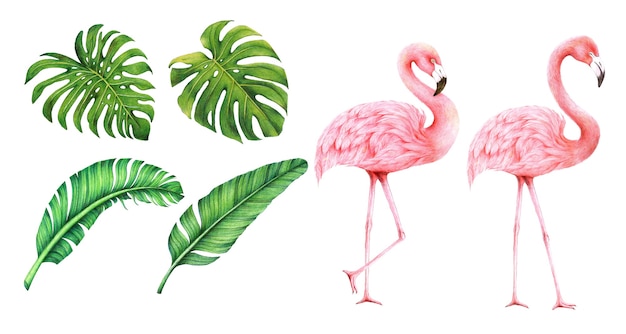 flamingi i liście na białym tle rysunek