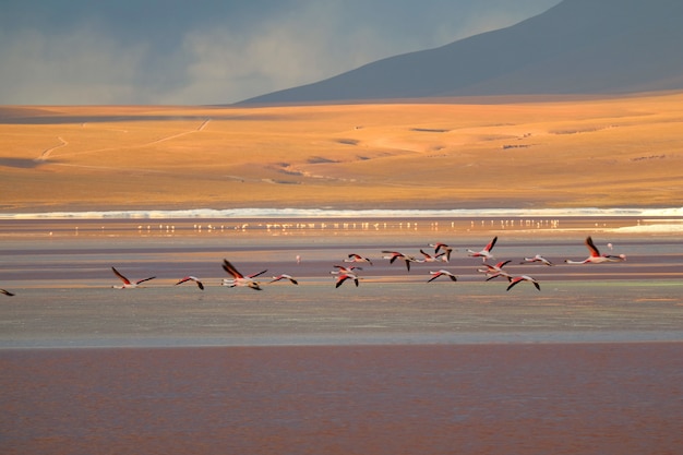 Flamingi Lata Na Laguna Colorada (czerwona Laguna), Słone Jezioro W Altiplano Plateau, Boliwia