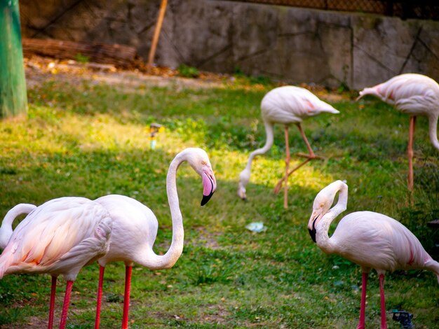 Flamingi mają piękną czerwoną różową nogę i tylny szczyt stoją na polu trawy