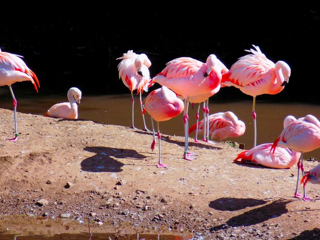 Flamingi Na Brzegu Rzeki W Słoneczny Dzień