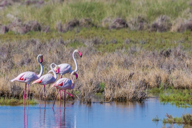 Flamingi na mokradłach