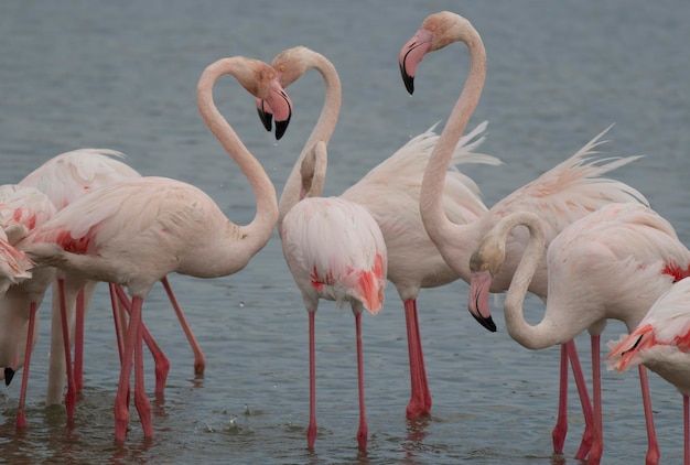 Zdjęcie flamingi nad morzem