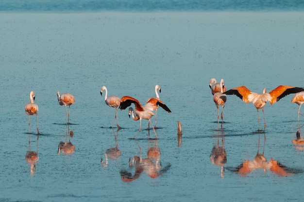 Flamingi odpoczywają w słonej lagunie La Pampa w prowincji Patagonia w Argentynie