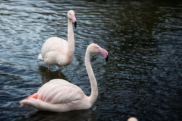 Flamingi stojące w falistej wodzie