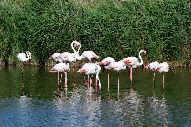 Flamingi w jeziorze na zielonym blackground
