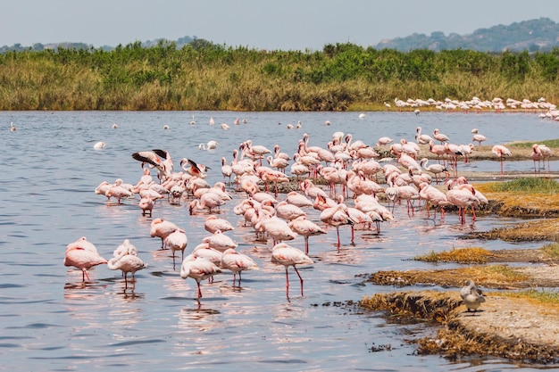 Flamingi w jeziorze