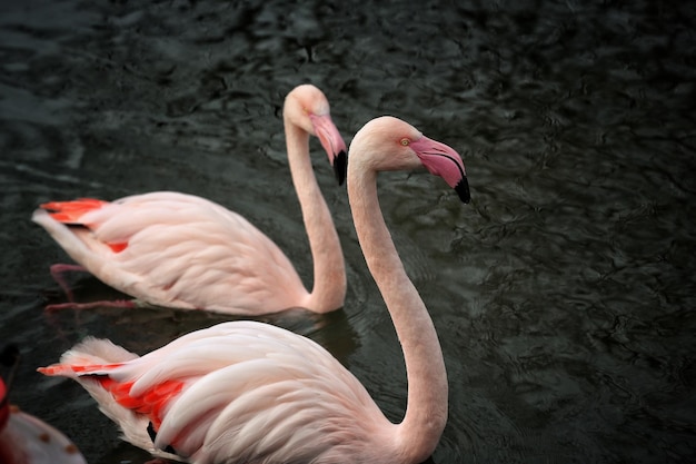 Flamingi w jeziorze