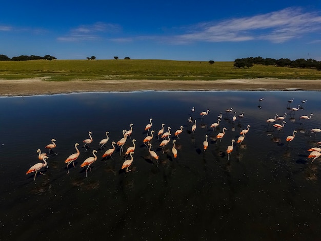 Flamingi w La Pampa w Argentynie