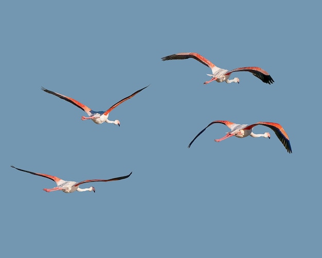 Zdjęcie flamingi w locie na niebieskim niebie