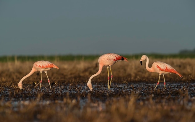 Flamingi w Pampas Lagoon Środowisko La Pampa Patagonia Argentina