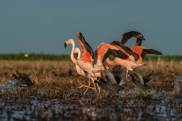 Flamingi w Pampas Lagoon Środowisko La Pampa Patagonia Argentina