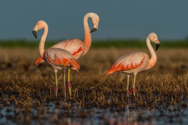 Flamingi w Pampas Lagoon Środowisko La Pampa Patagonia Argentina