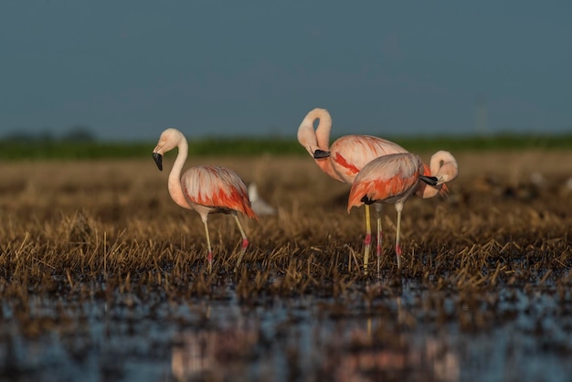 Flamingi w Pampas Lagoon Środowisko La Pampa Patagonia Argentina