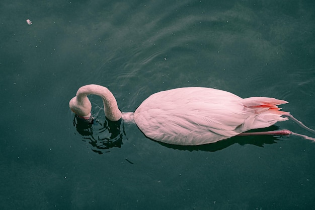 Zdjęcie flamingi w rzece