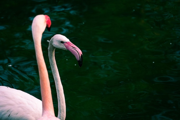 Zdjęcie flamingi w rzece