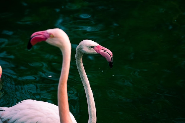 Zdjęcie flamingi w rzece