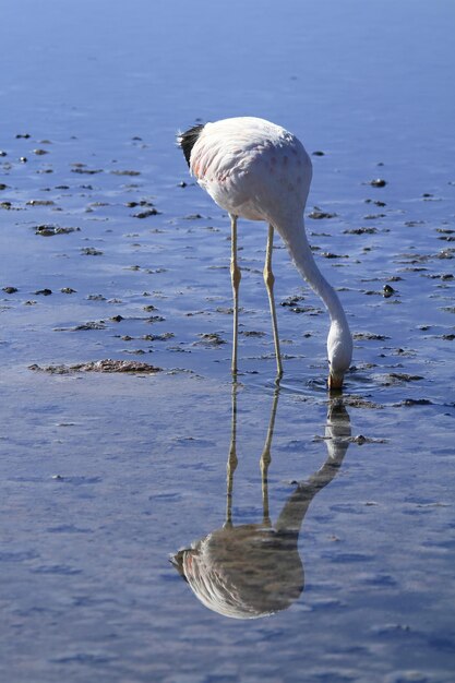 Flamingi w Salar de Atacma Chile