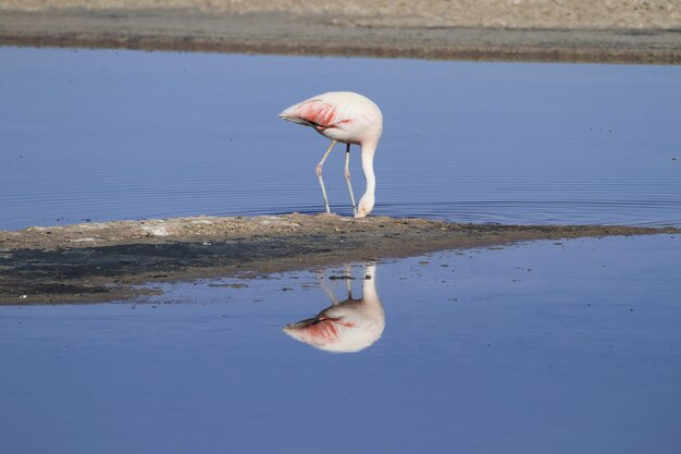 Flamingi w Salar de Atacma Chile