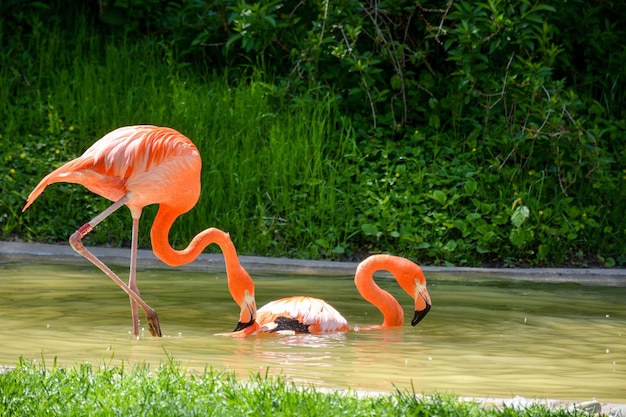 Flamingi w stawie
