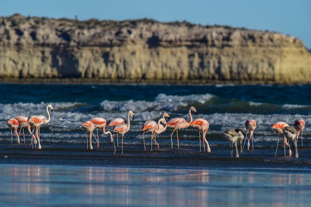 Flamingi żerujące na plaży Półwysep Valdes Patagonia Argentina