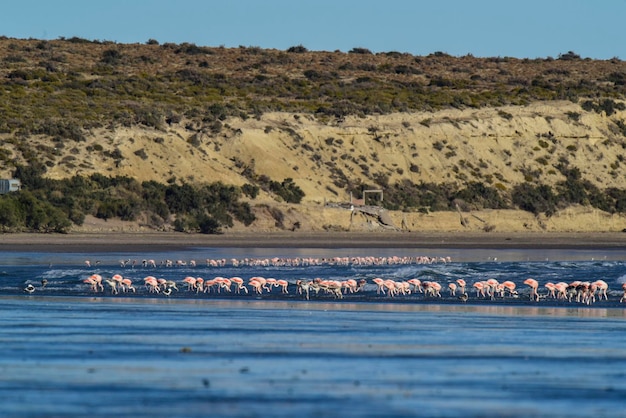 Flamingi żerujące na plaży Półwysep Valdes Patagonia Argentina