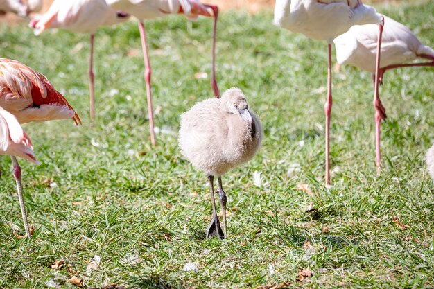 Flamingi żerujące Nad Jeziorem