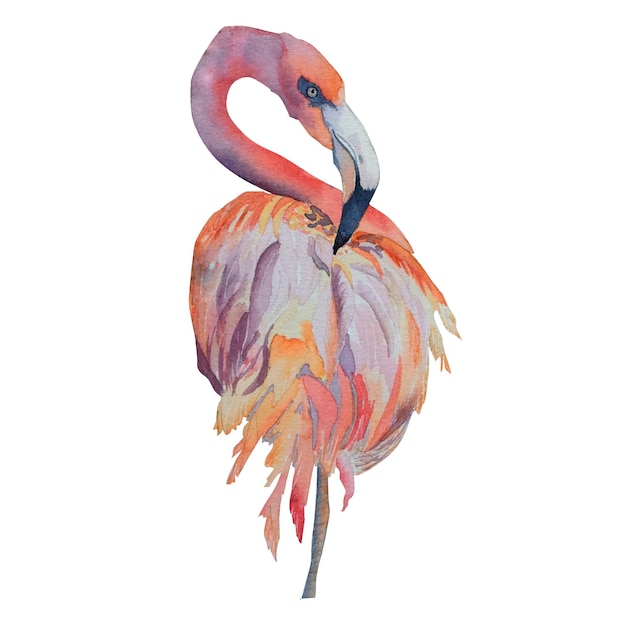 Flamingo Akwarela Ilustracja Na Białym Tle Egzotyczny Ptak