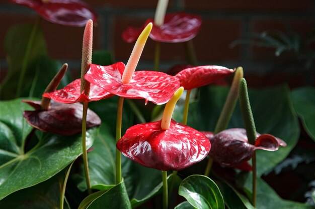 Flamingo Lily (anturium) Kwitnące W Nowej Zelandii