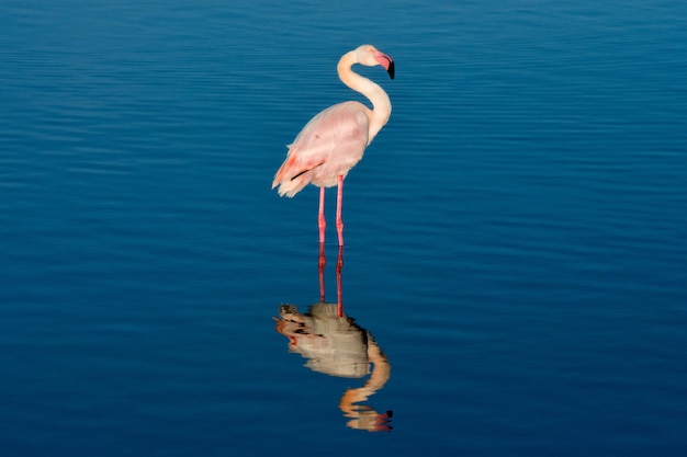 Flamingo na jeziorze