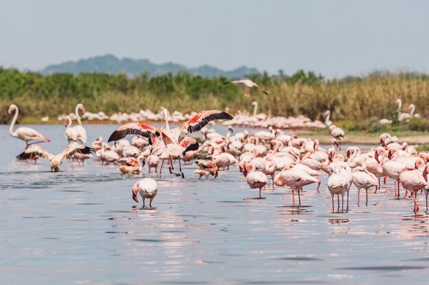 Zdjęcie flamingo na jeziorze