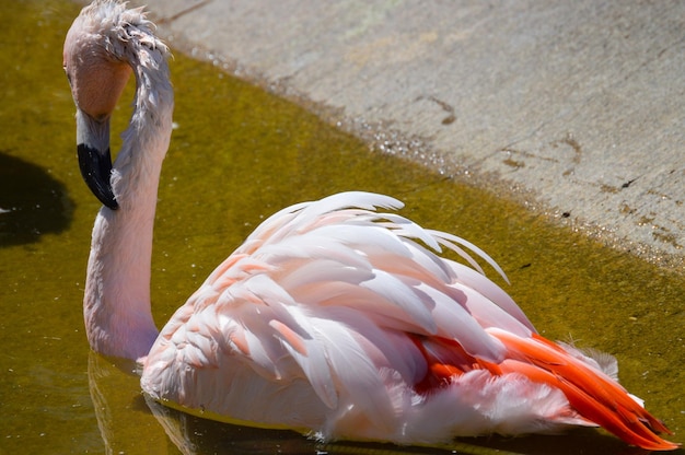 Flamingo na rzece