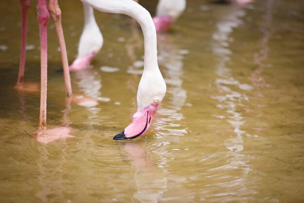 Flamingo ptak różowy piękny nad jeziorem rzeka natura zwierzęta tropikalne - Greater Flamingo