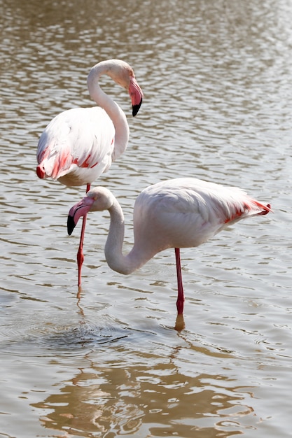 Flamingo ptaków w wodzie