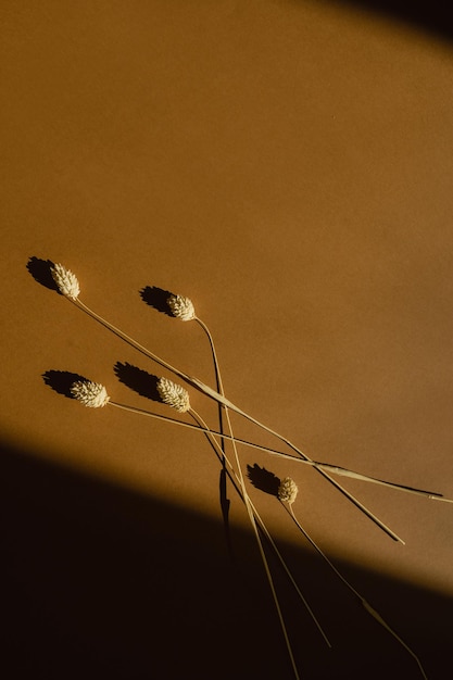 Flatlay suchej puszystej trawy z ogona króliczka na pomarańczowym tle z miękkimi rozmytymi cieniami światła słonecznego Estetyczna artystyczna minimalna kompozycja kwiatowa z przestrzenią do kopiowania i odcieniami światła słonecznego Paryskie klimaty