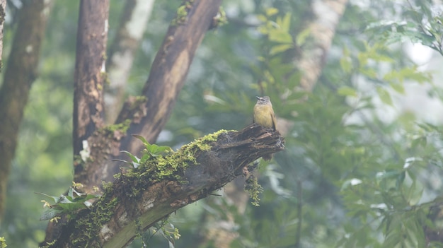 Flavescent Bulbul, Pycnonotus Flavescens