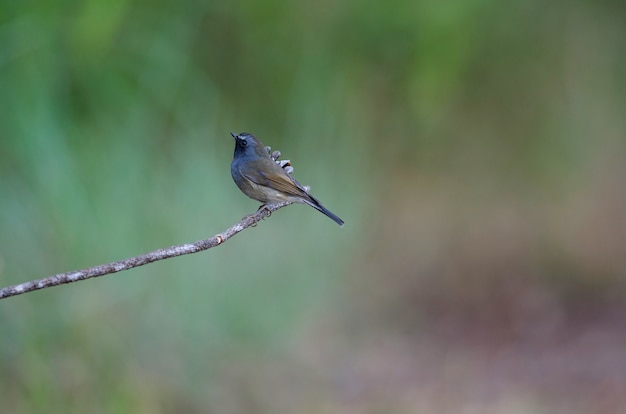 Flawatcher ryży ptak (Ficedula strophiata) w naturze Tajlandia