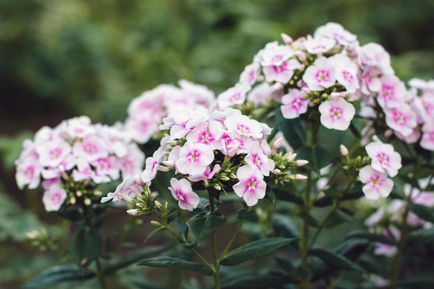 Floks ogrodowy Floks wieloletni Floks paniculata różowe kwiaty zbliżenie