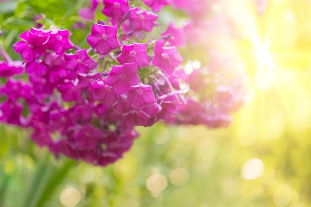 Floks ogrodowy (Phlox paniculata), jasne letnie kwiaty. Kwitnące gałęzie floksu w ogrodzie