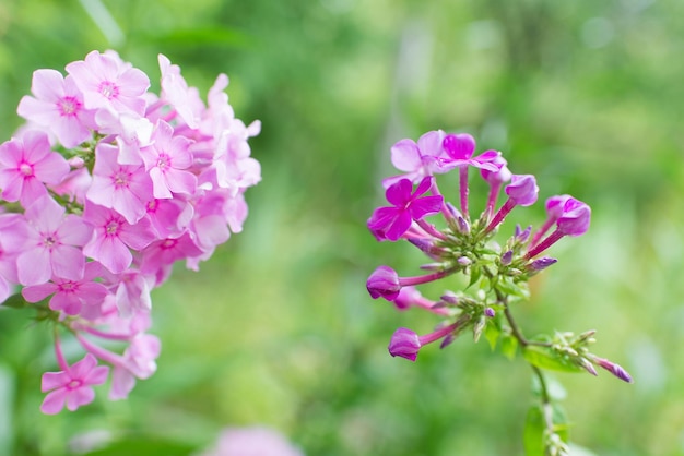 Floks Ogrodowy (phlox Paniculata), żywe Letnie Kwiaty. Kwitnące Gałęzie Floksu W Ogrodzie