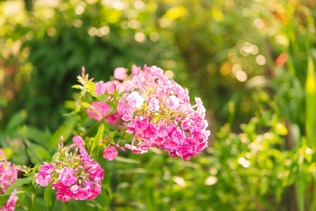 Floks ogrodowy (Phlox paniculata), żywe letnie kwiaty. Kwitnące gałęzie floksu w ogrodzie